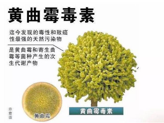 实验室中黄曲霉毒素及其培养物的无毒处理